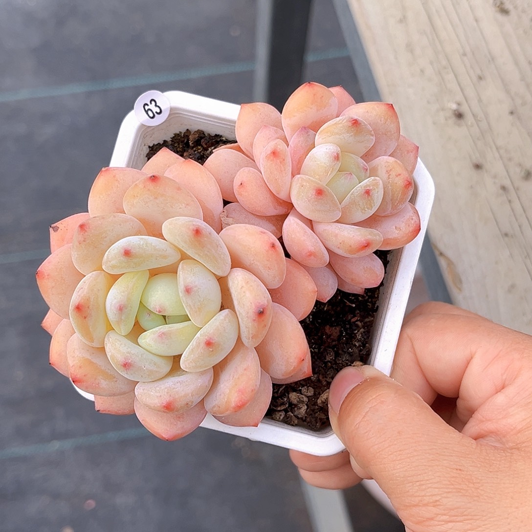 63  瑶月仙子 满18包邮