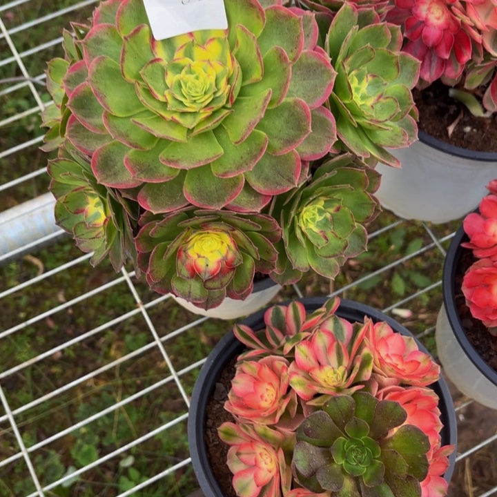 云南海鲜好看82号