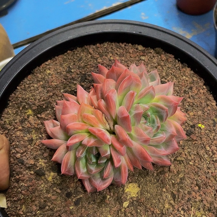 红鸾一物一拍哦哦