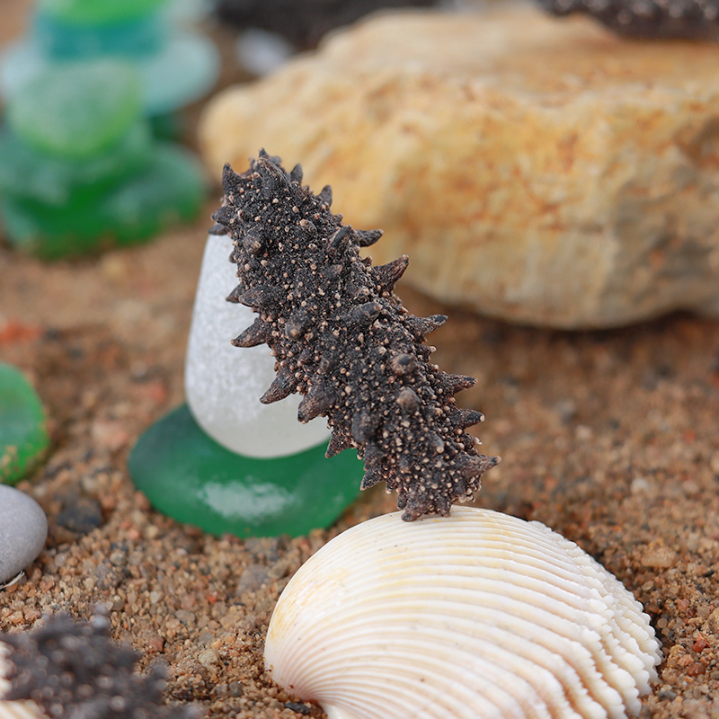 俄罗斯野生海参70头足干海参崴零污染海域100克体验装支持试吃