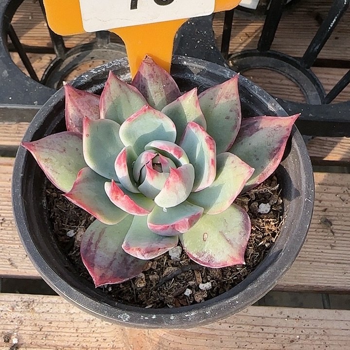 78 惊鸿仙子多肉植物6-9cm