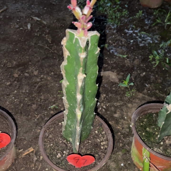 碧***涵当前无花栽培后可以开花078  97