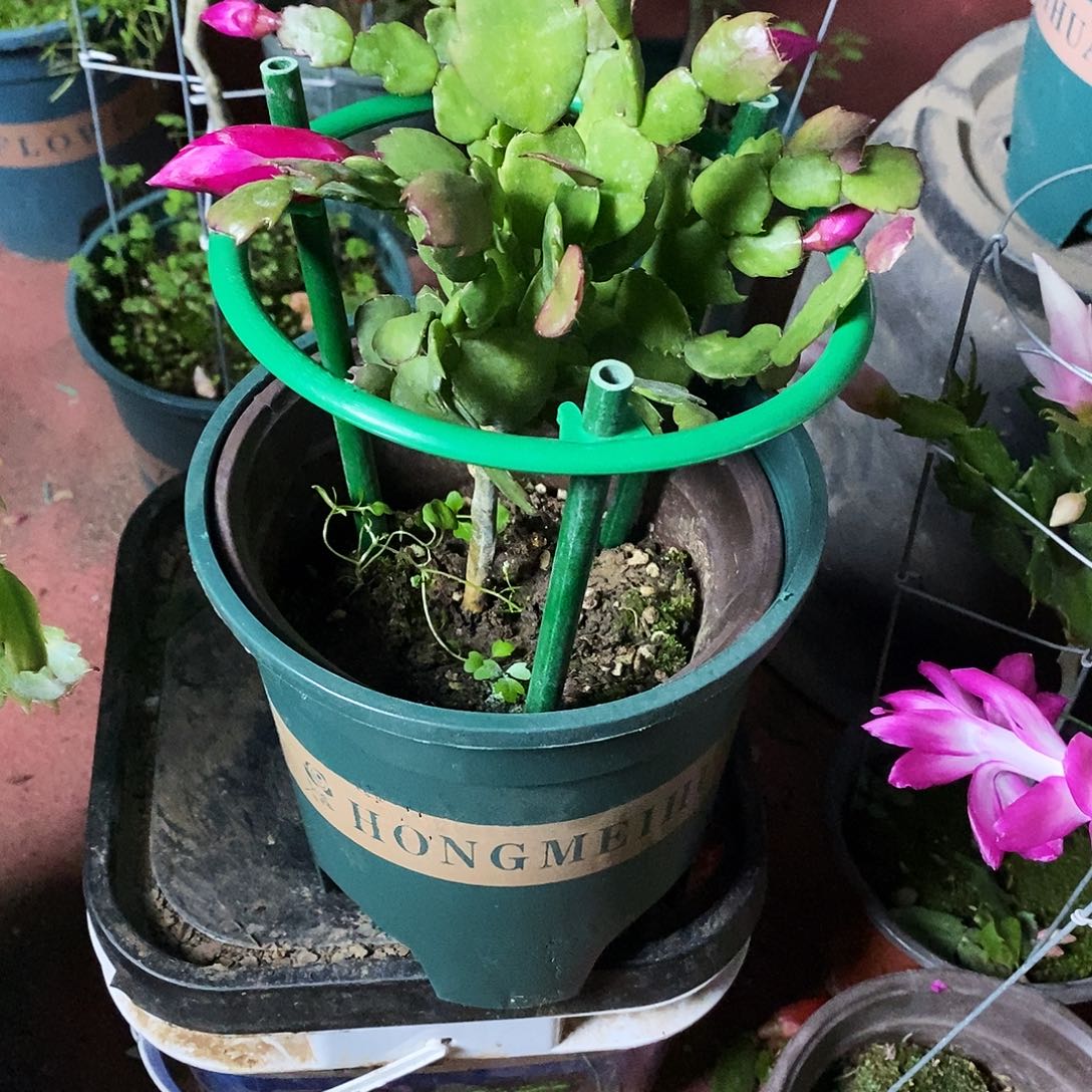 完全开放叶仙嫁接紫色蟹爪兰