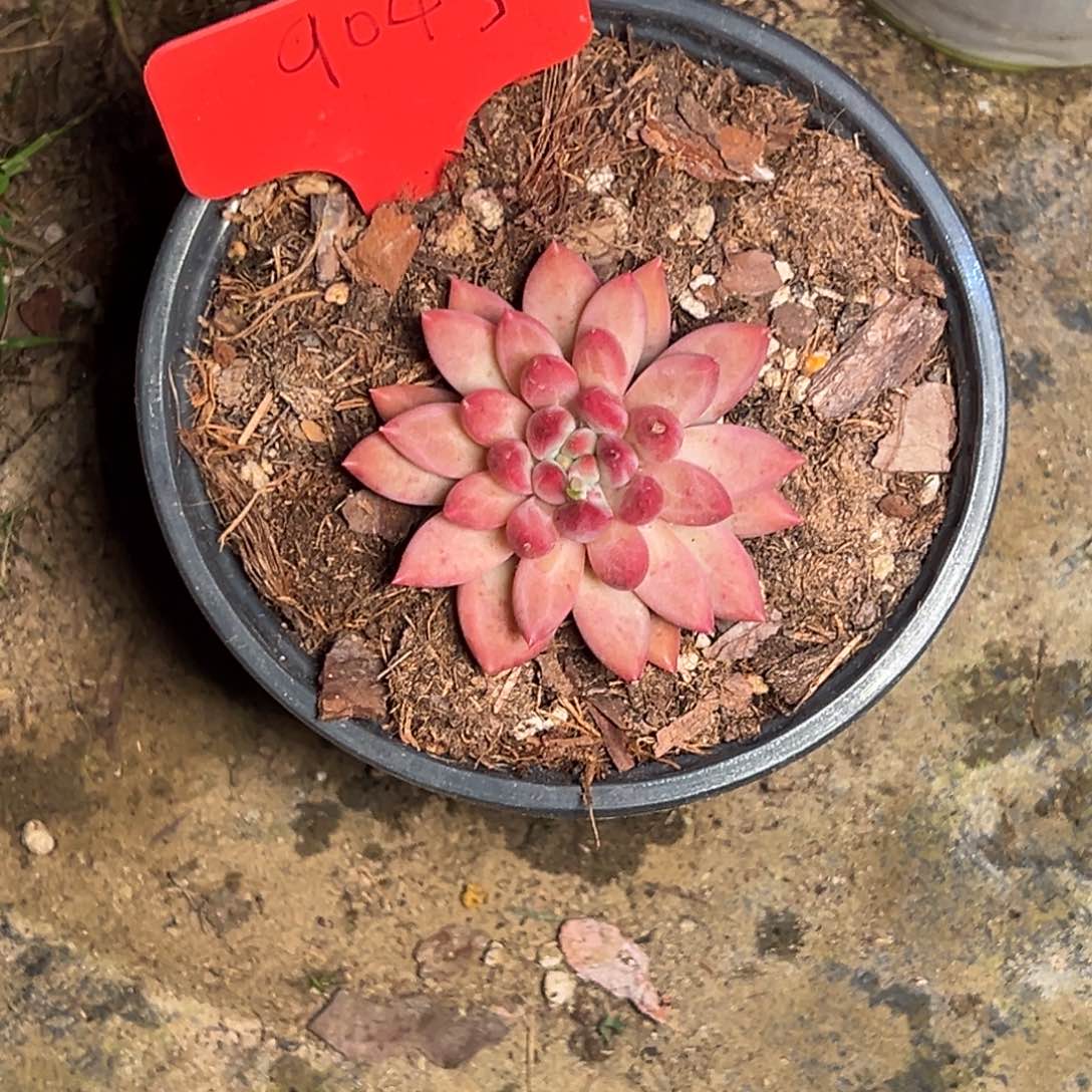 沐***记9043号晚上多肉植物群生吃
