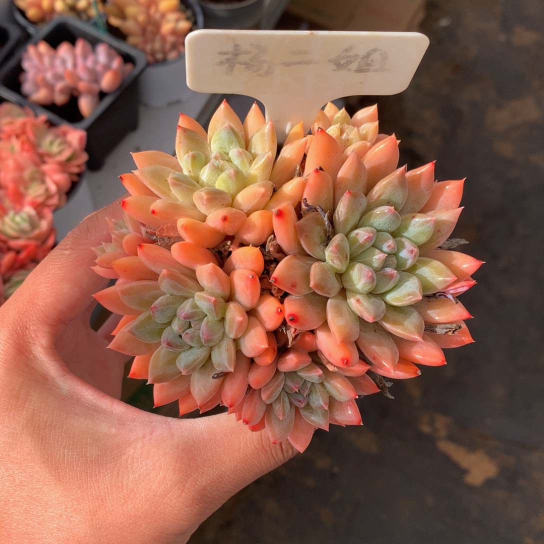 洛颖群72727722727272