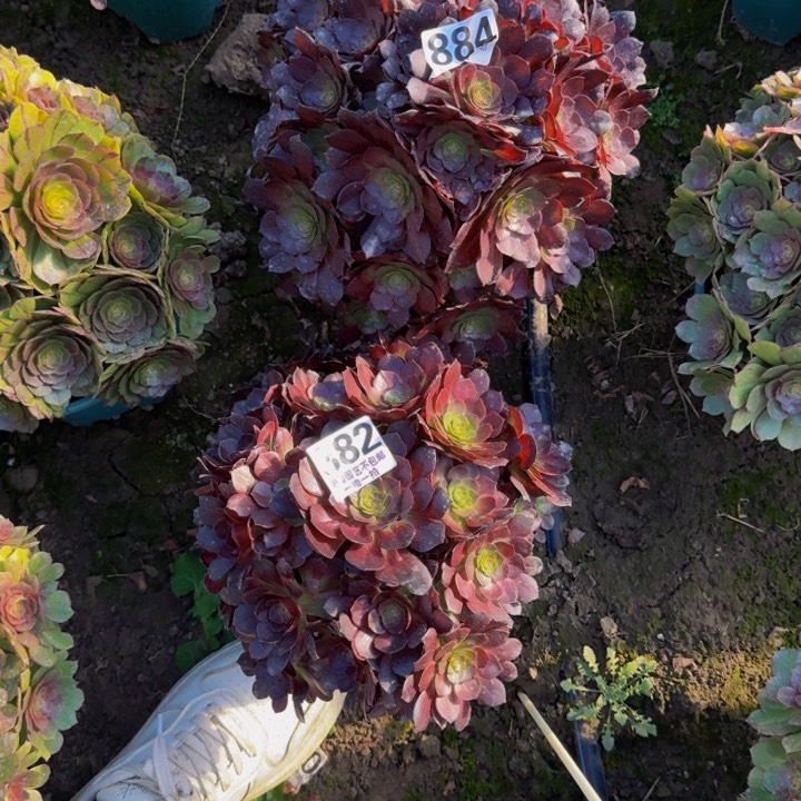 赤叶莲花27-42包邮花花