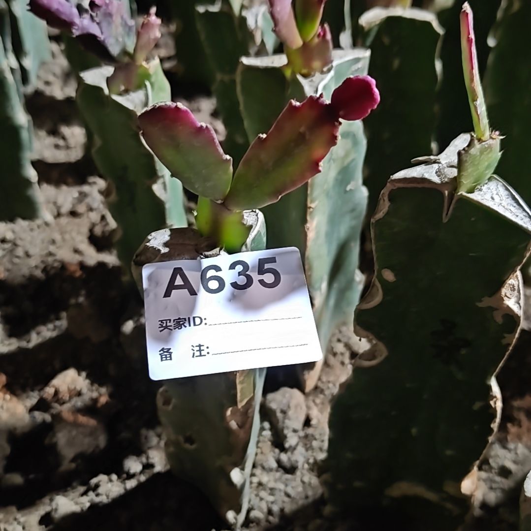 桑吉塔脱土脱盆易掉芽苞635