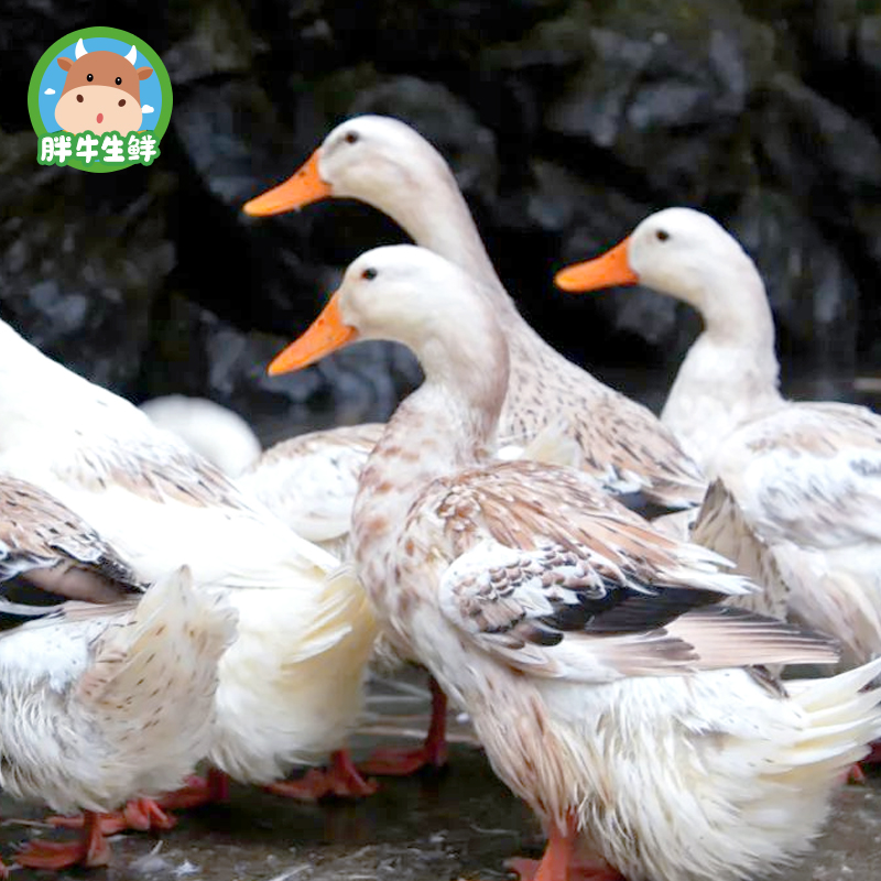 新疆正宗农家散养鸭子2.4kg新鲜现宰新疆包邮麻鸭鸭肉现杀生鲜