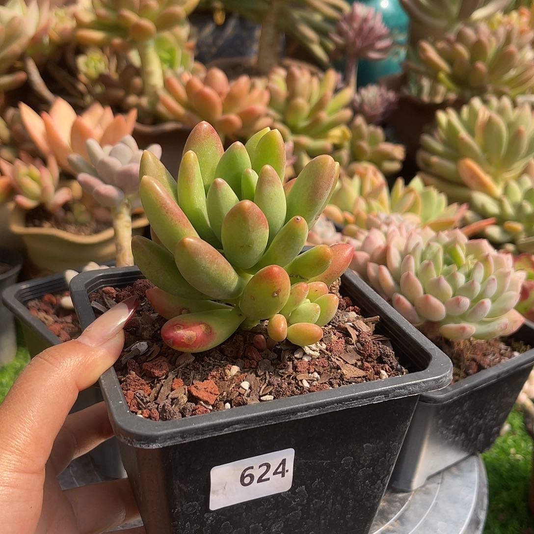 小叶芒果。   624。 111111111