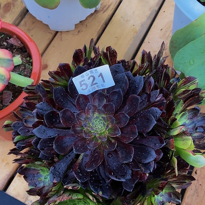 P****豆521号多肉植物莫兰迪