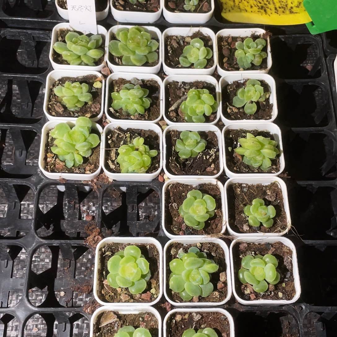 无尽灯中苗盆6号床一个满25包邮