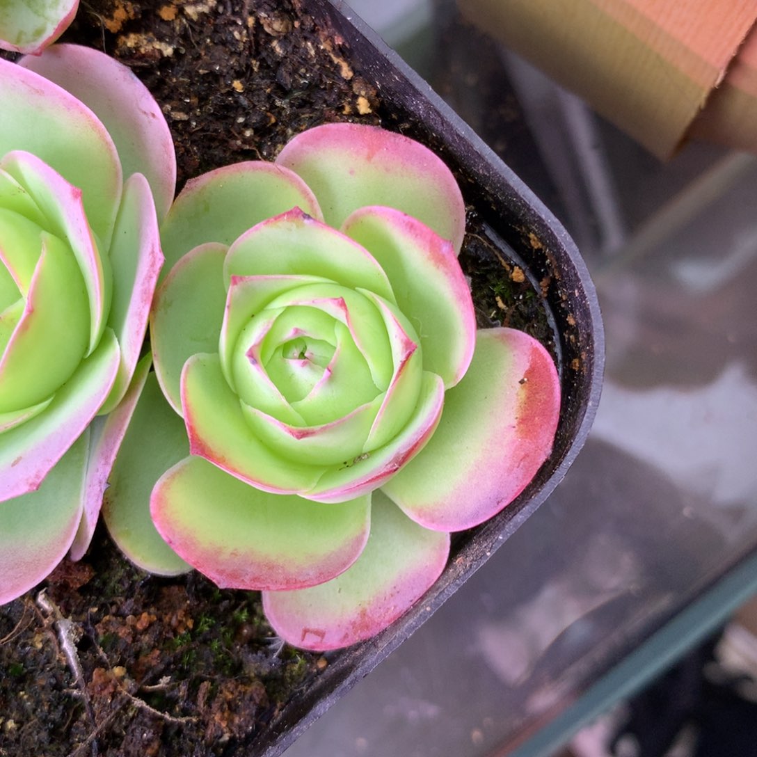 一物一拍红狐狸051