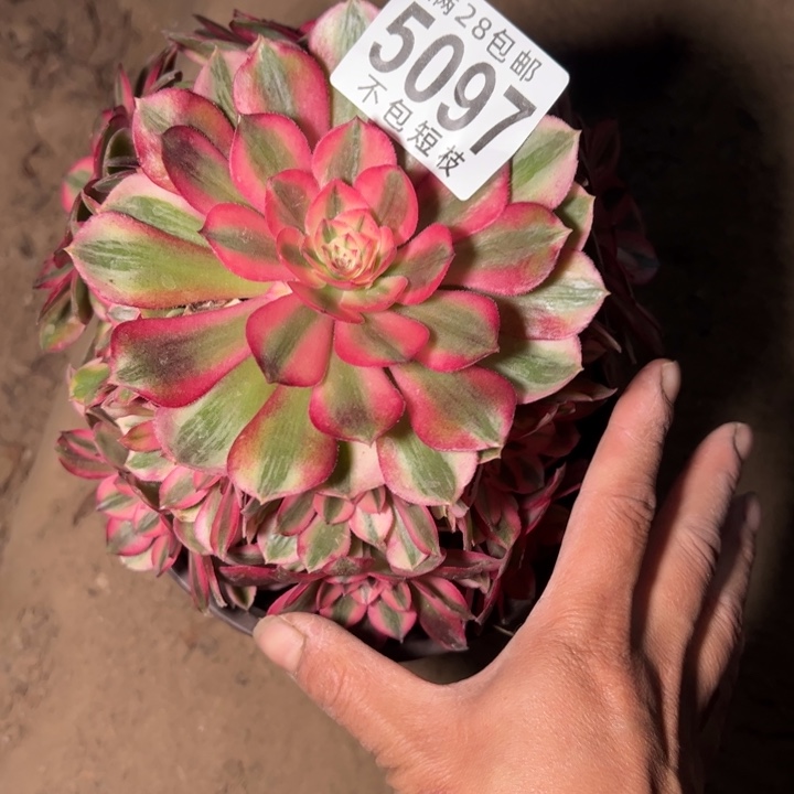 荔枝多肉植物法师5097