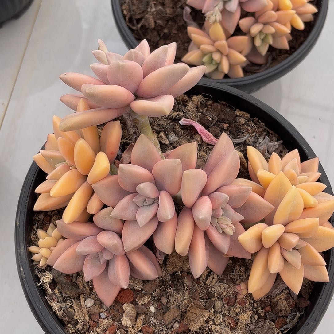 冰月锦多肉多肉多肉