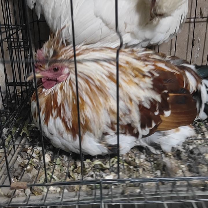 18中国大陆红花公鸡一个