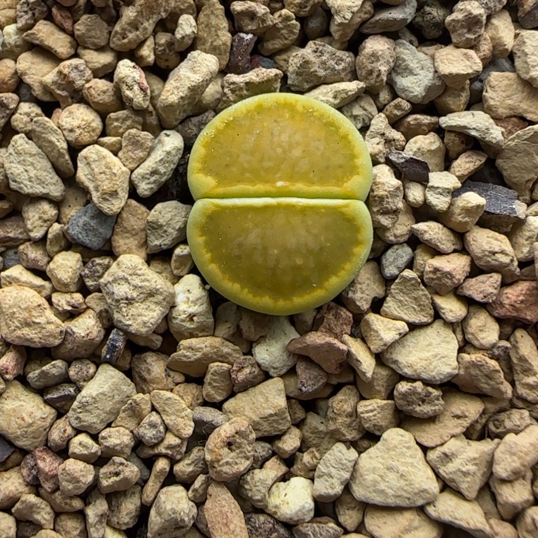 162 生石花大棚直播