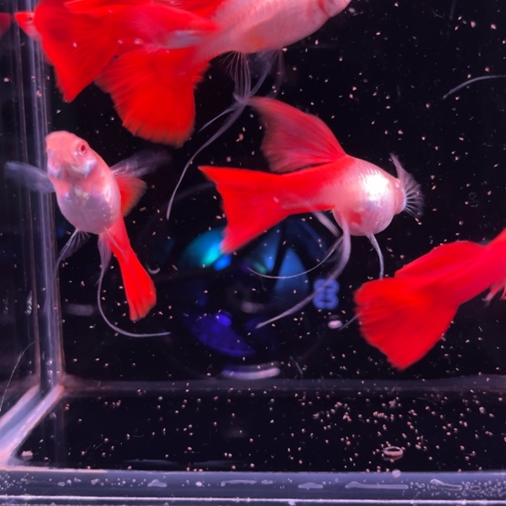 老***八孔雀鱼菊花帆折扇3对