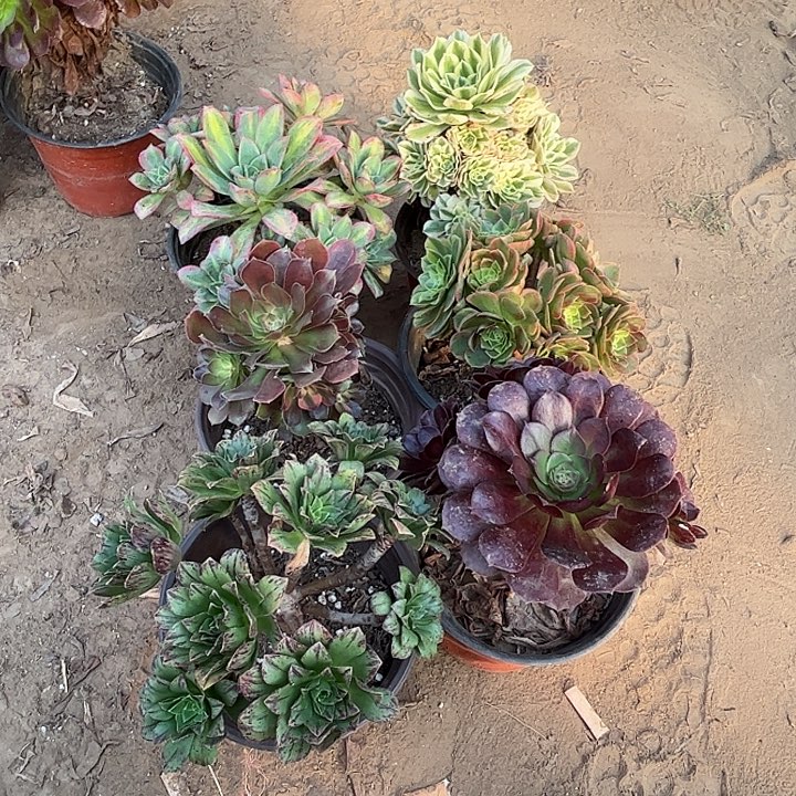 954多肉植物瑕疵特价，