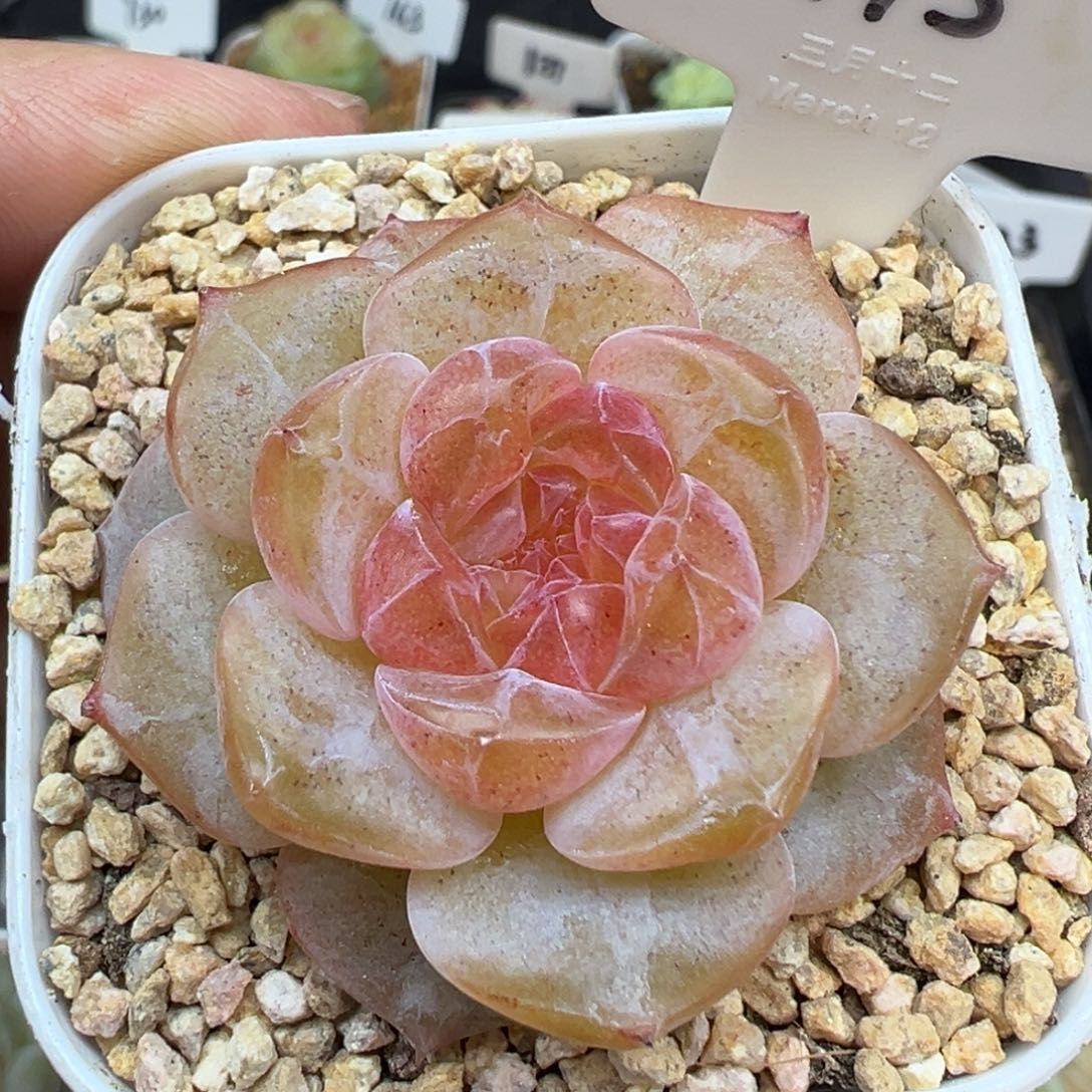 715号灼灼有晒斑 晗雨多肉