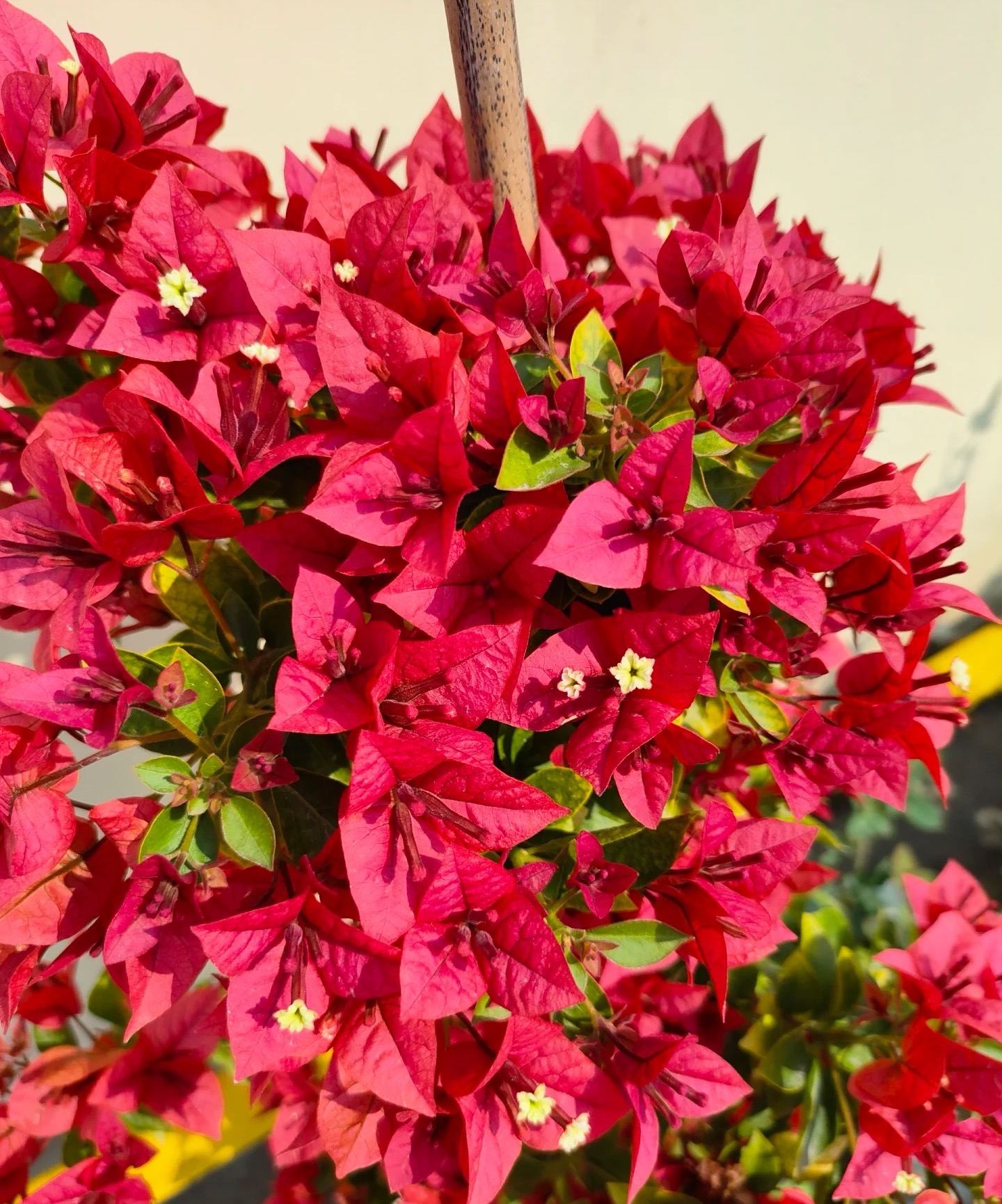 【佩德罗】 复古做旧橙红色观赏勤花三角梅