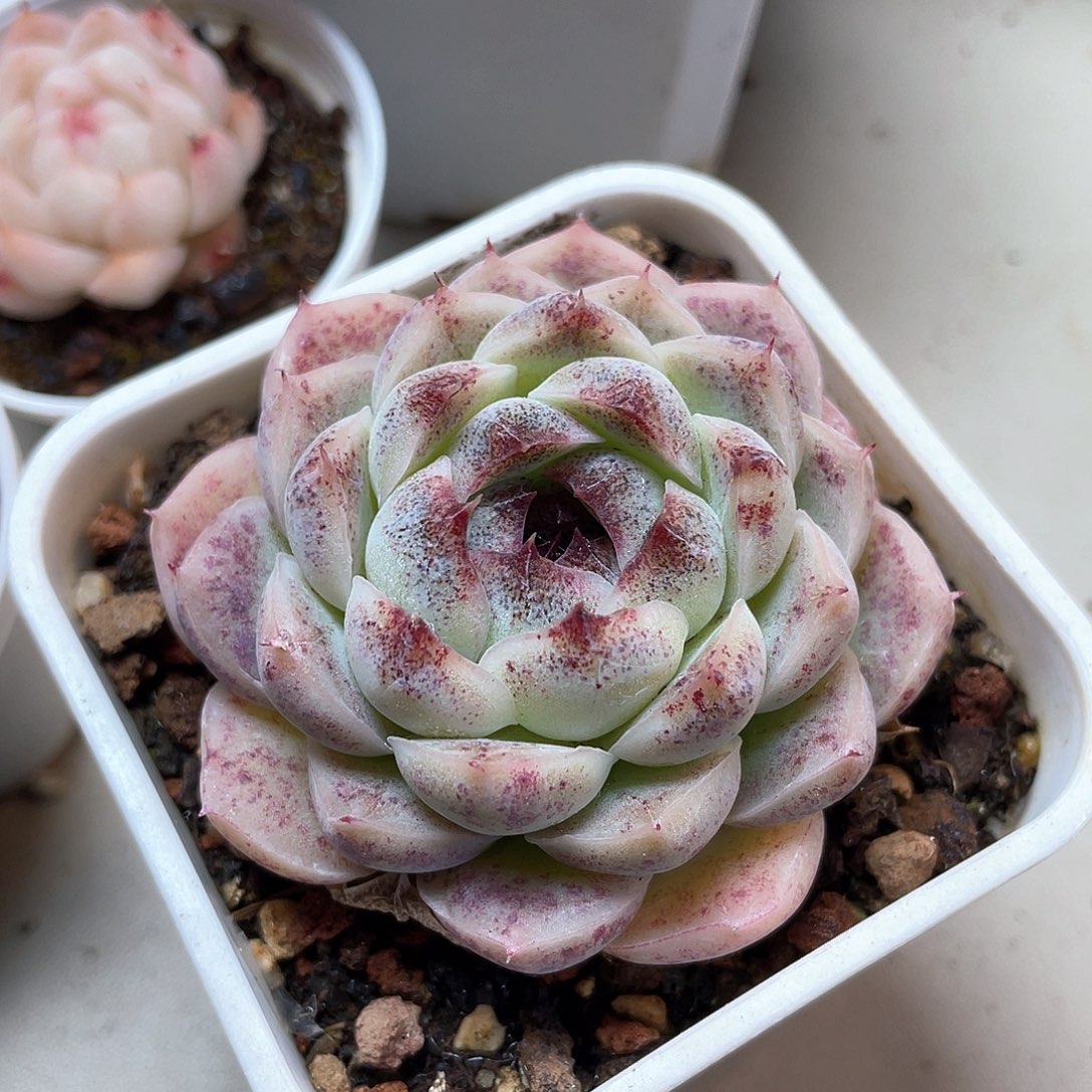 优选太妃糖福利384