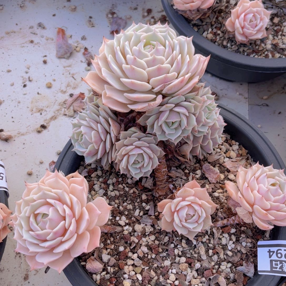 露娜莲不包小损0294多肉