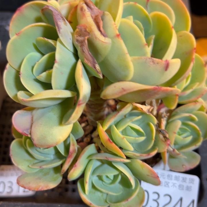 幸运的是我还没遇到你的