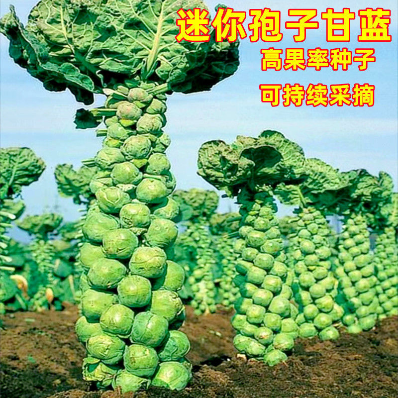 抱子甘蓝孢子甘蓝菜种子苗蔬菜种籽高果率小包菜卷心蔬菜四季种子