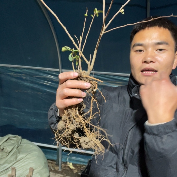 长寿宝海棠花一颗苗