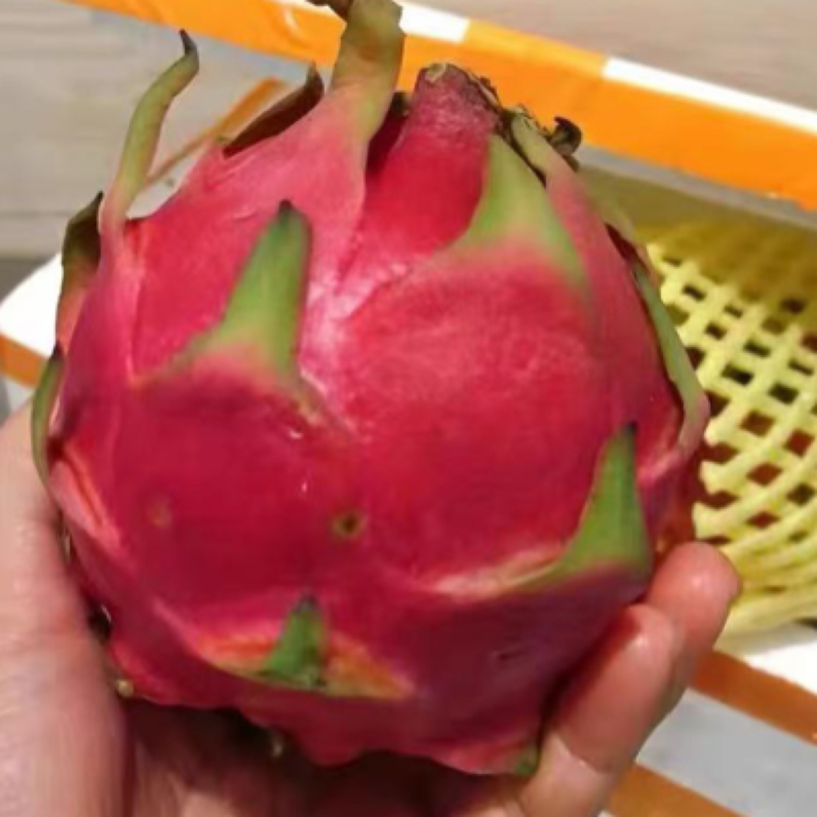 红心火龙果蜜宝两个装