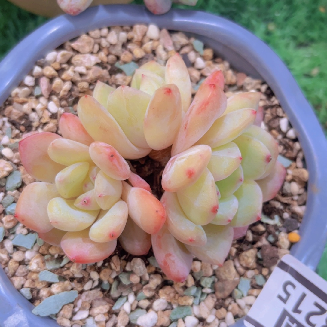 泡芙28215多肉植物