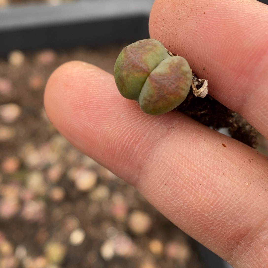 多肉植物肉锥杂交K-292 风铃杂 凤凰纹 福利