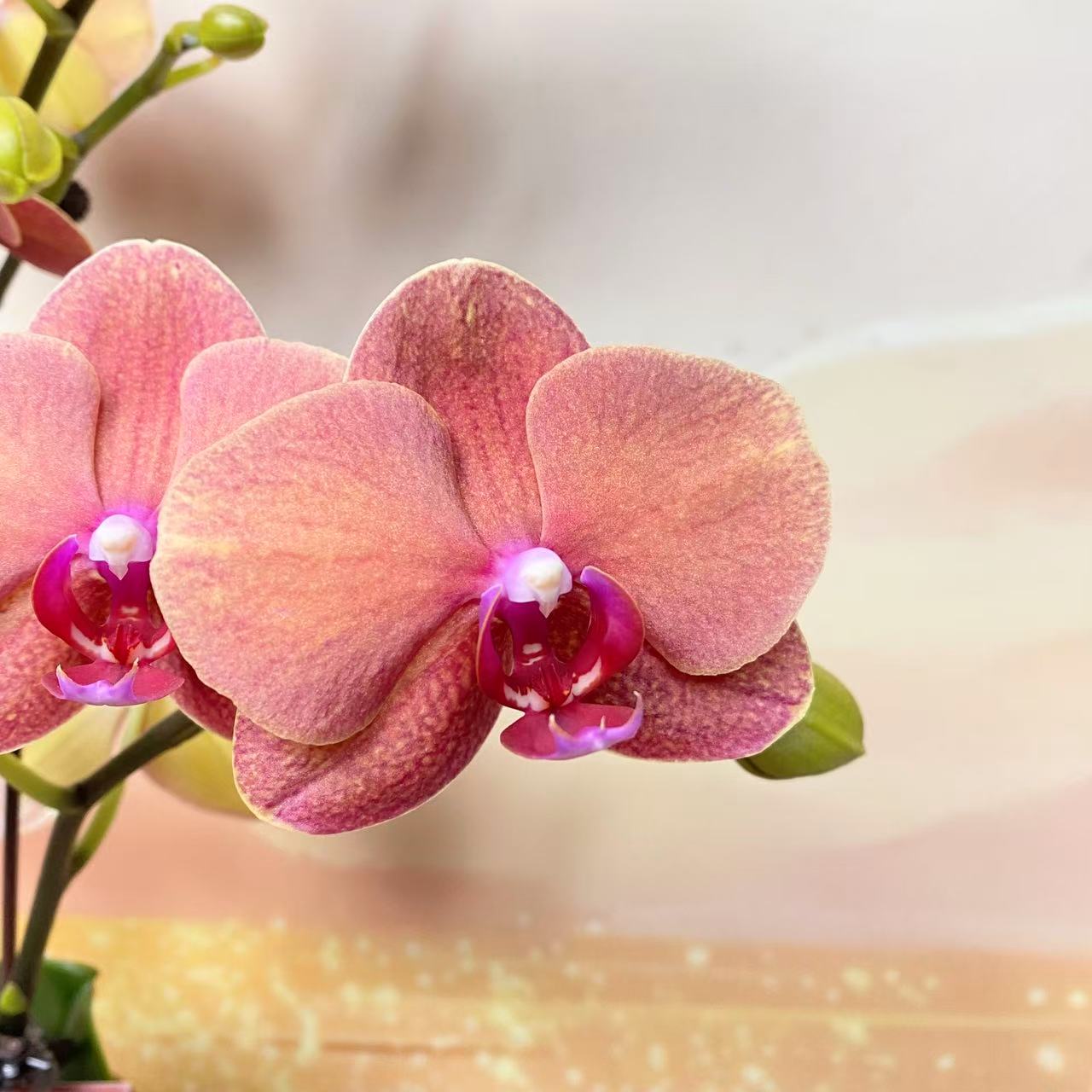 蝴蝶兰【金桔】带花，带花剑，四季开花室内好养