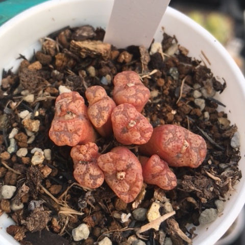 多肉肉锥 紫花红勋章