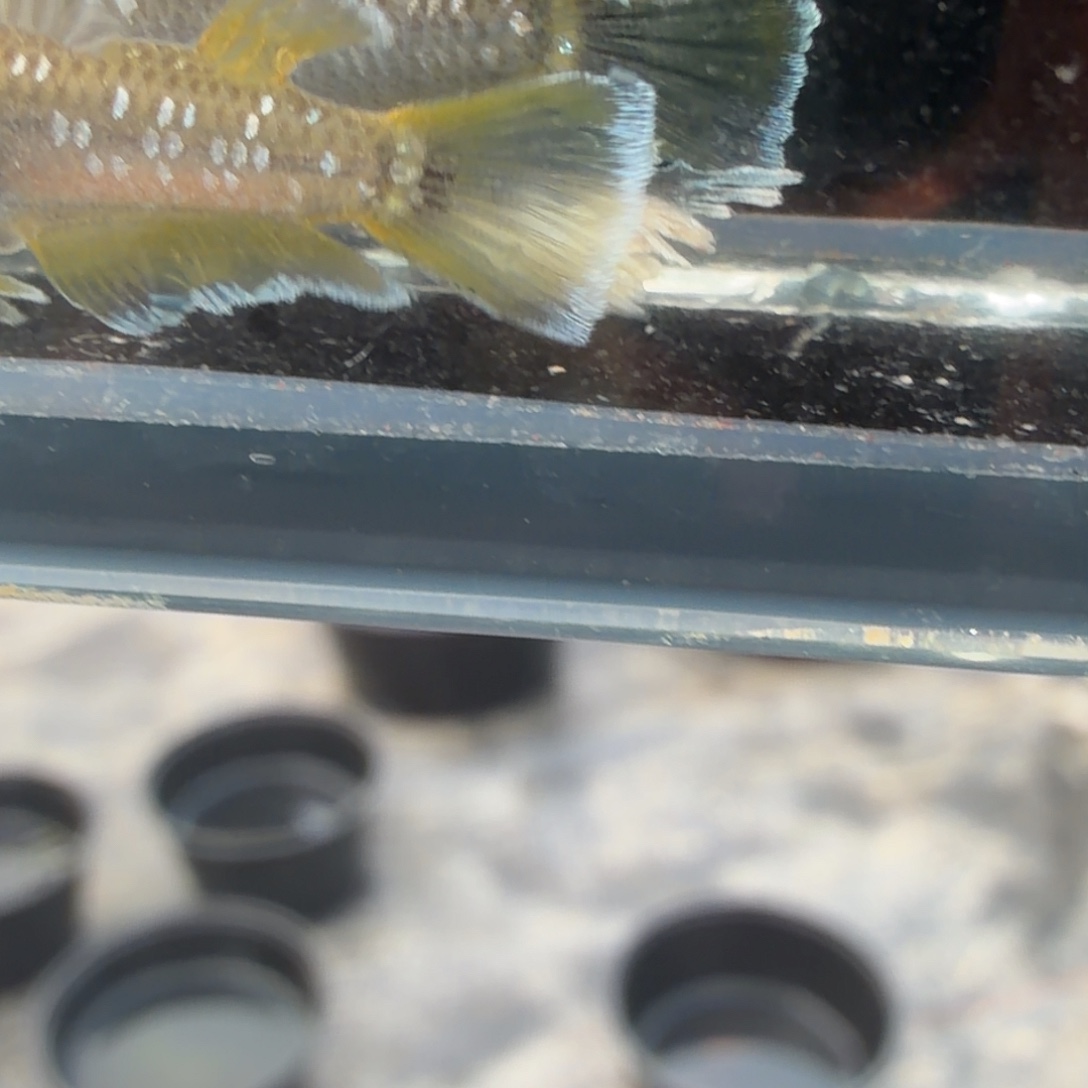 青鳉鱼观背青鳉44