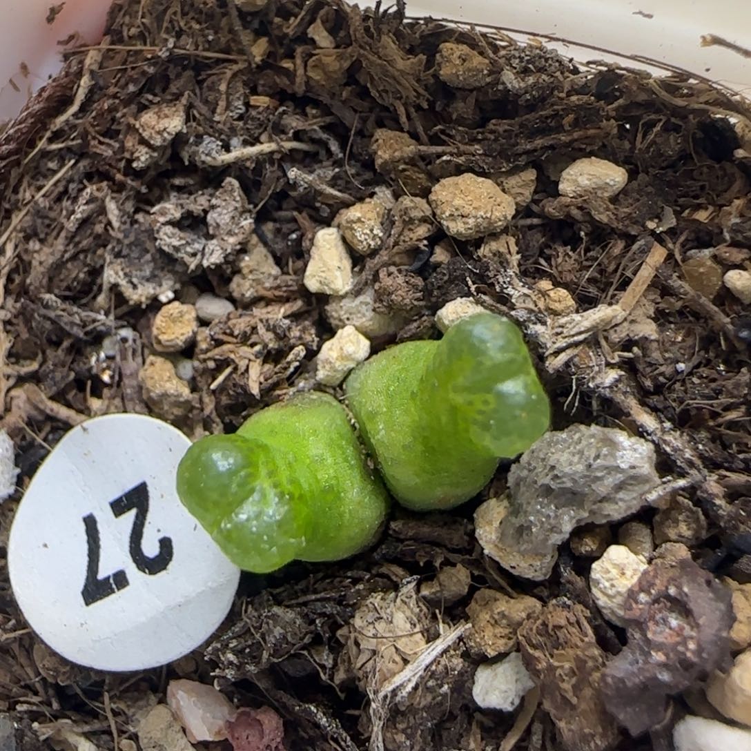 小葫芦双头多肉植物27