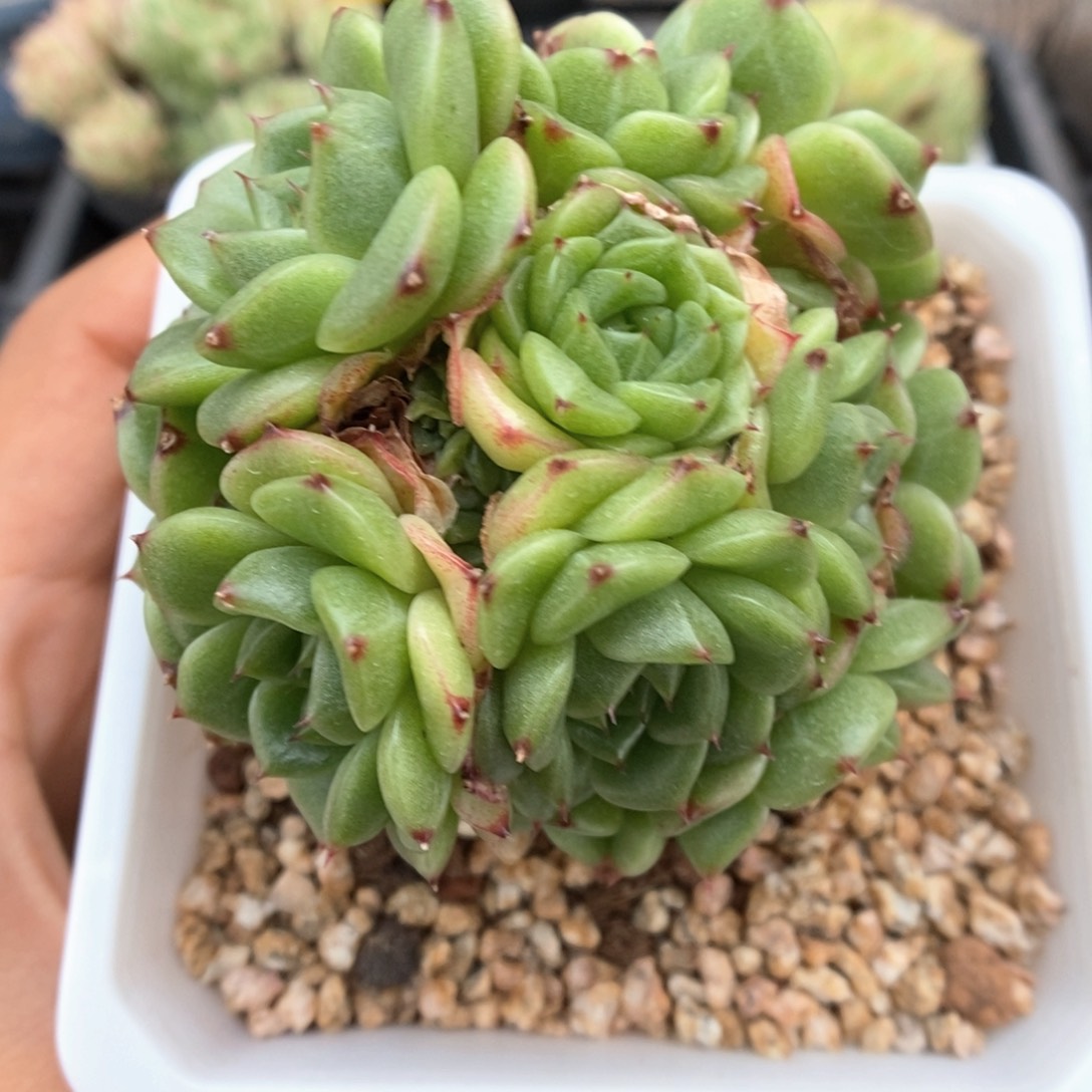 油透麦秆群生1034号