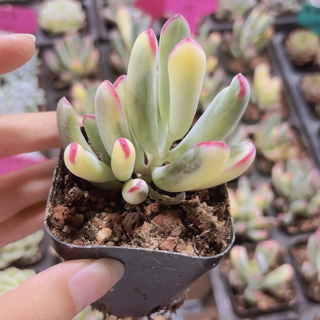 精品棒叶福娘锦多肉植物