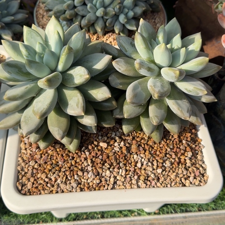 再***好多肉植物哥特萝莉