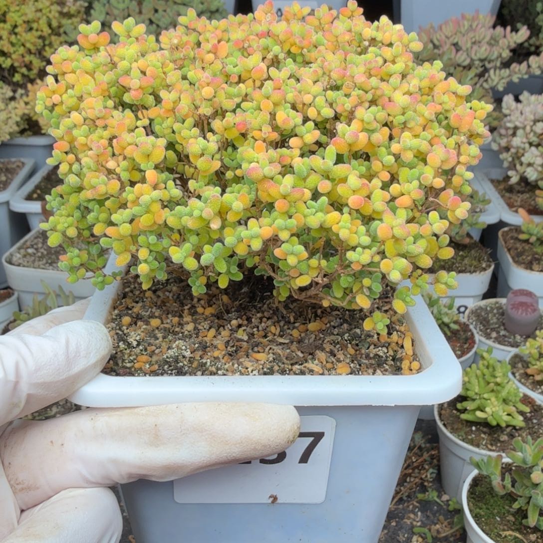 用***9A237蜜橘枝干一物一拍