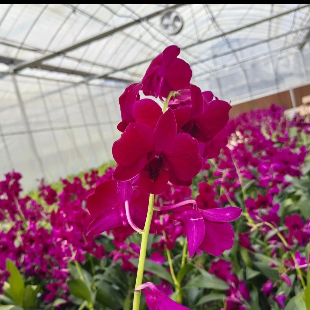 红猫秋石斛 (大明专属链接)