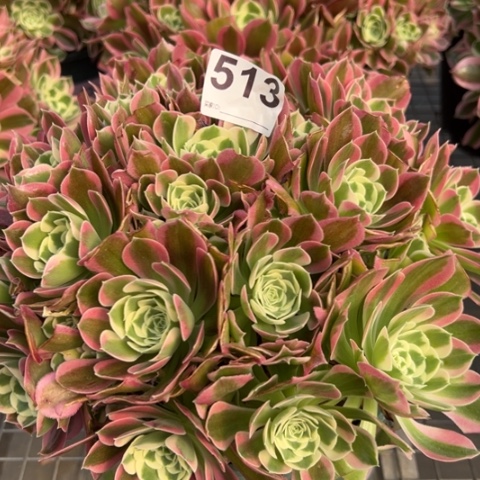 513白凤朵朵25厘米左右