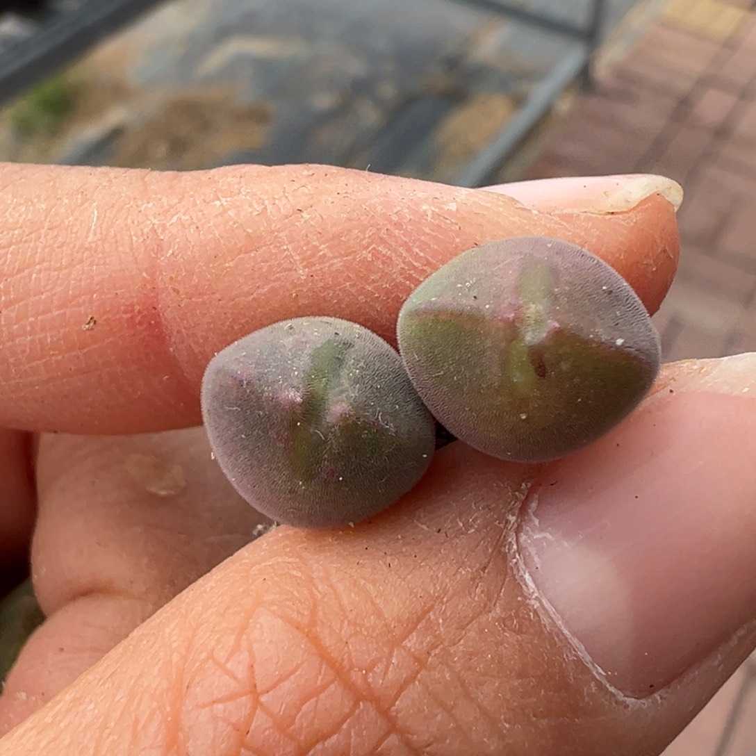 紫体 ts空蝉 多肉植物多肉植物