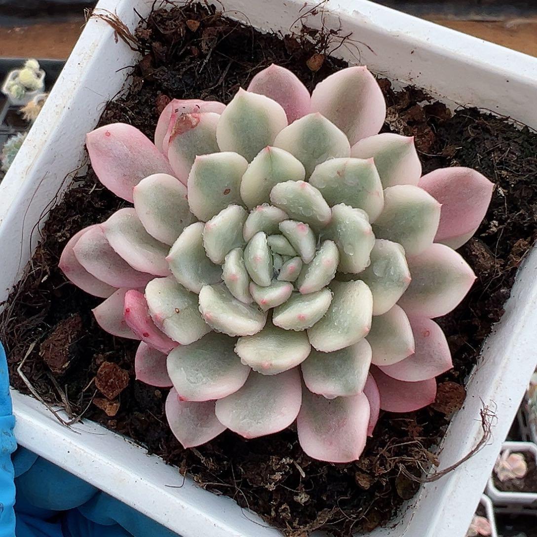 红粉佳人锦，覆轮锦