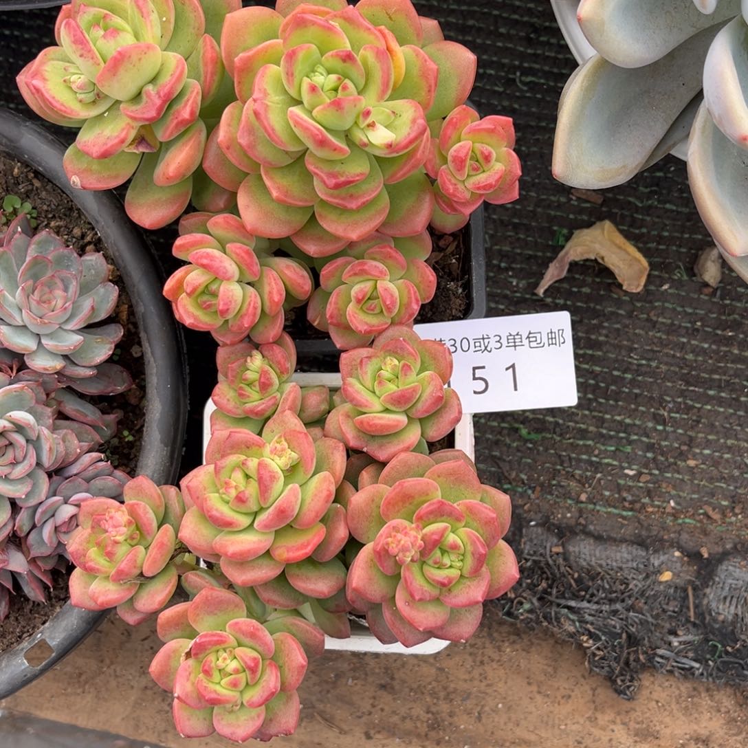 是***呀151阳光玫瑰2颗多肉植物～