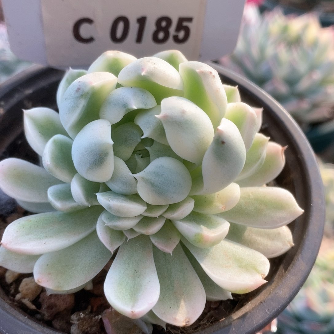 185月影精灵锦锦锦锦锦锦