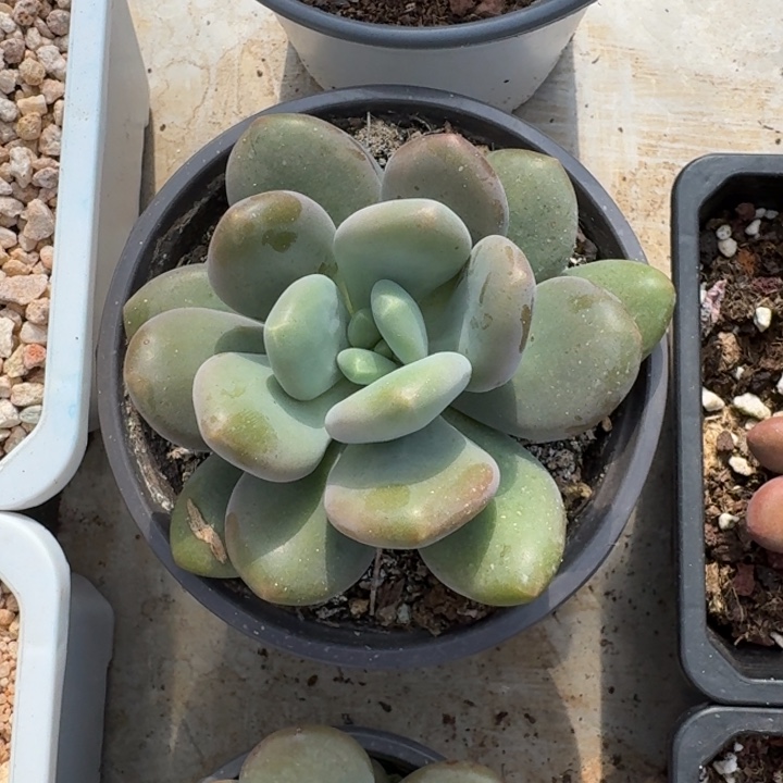 X系列美人新品 一物一拍