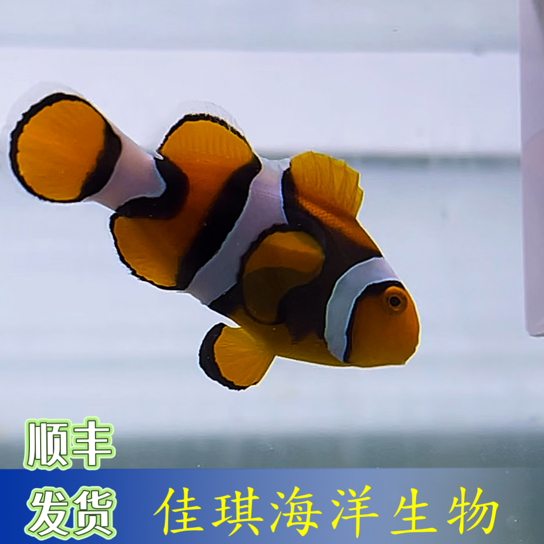 全黑背心小丑鱼、黑背心小丑鱼 海水观赏鱼顺丰发货品质保证