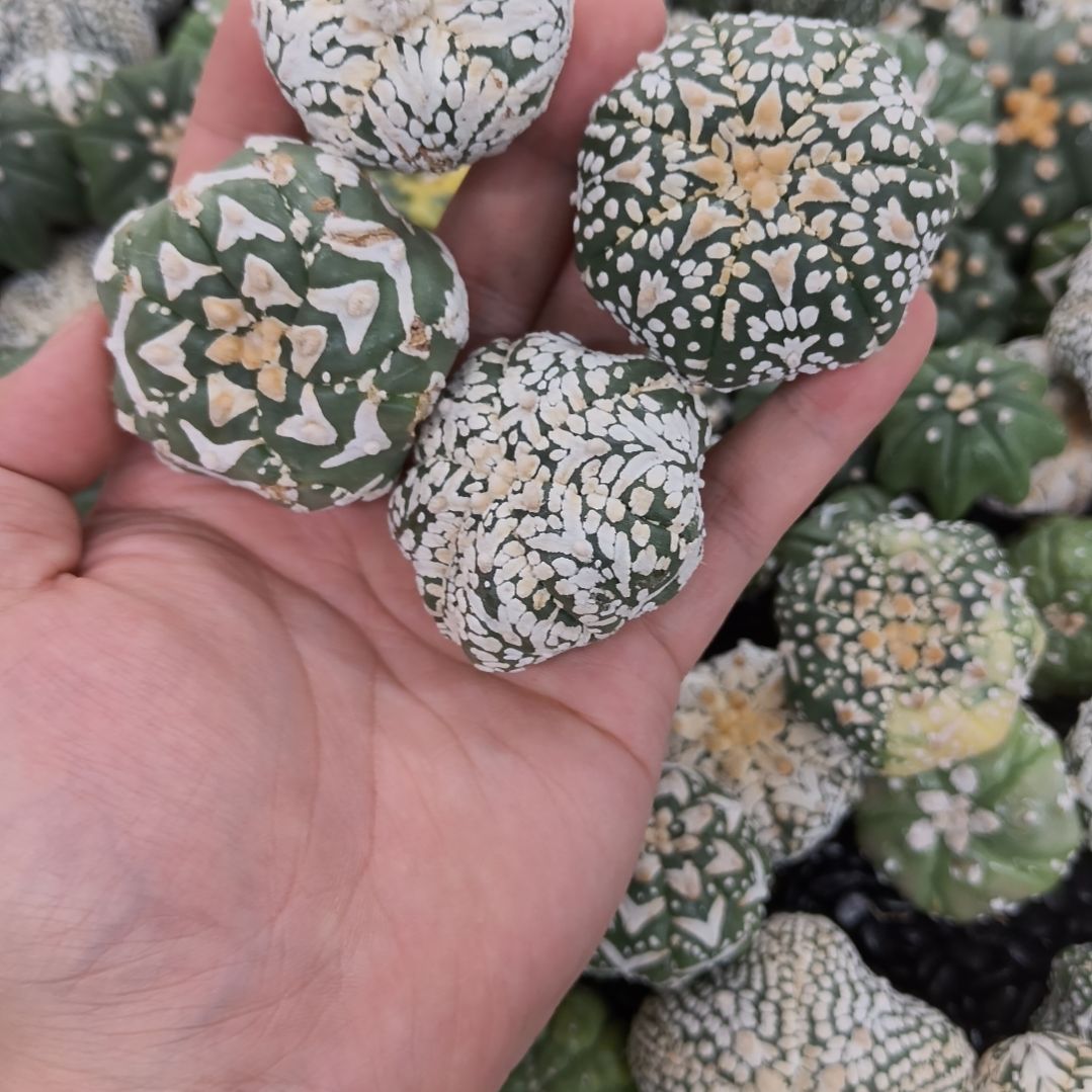 易***香哈哈哈哈哈福利瑕疵兜