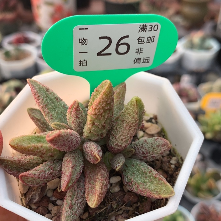 七彩仙女 多肉。    26